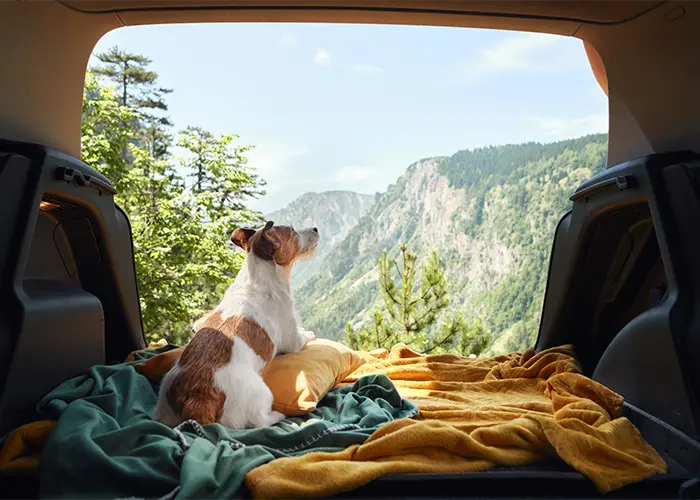 Un perro en la parte trasera de un automóvil