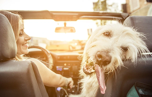 Mujer conduciendo con su perro.