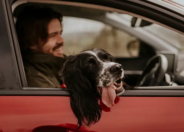 Un perro asomando la cabeza por la ventanilla.