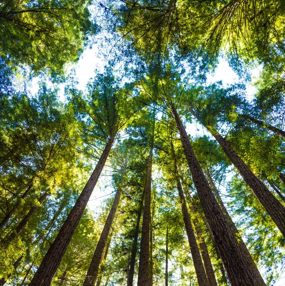 Cuida la ecología con estados de cuenta electrónicos